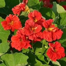 Nasturtium Cherrelle Seeds