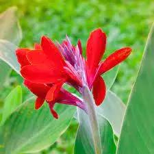 Red Canna Lily Flower Seeds for Planting - Heirloom and Non-GMO Garden Seeds Dhara Seeds