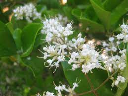Heirloom Non-GMO White Privet Flower Seeds for Planting – Fragrant Blooms for Hedges and Ornamental Gardens