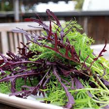 Lime Streaks Mizuna Mustard Seeds for Microgreens and Culinary Gardens – Fresh Herb for Your Garden
