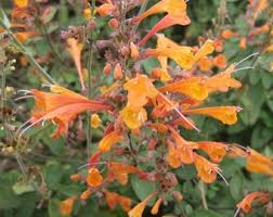 Arizona Sandstone Hummingbird Mint Seeds