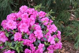 Rhododendron Double Purple Azalea