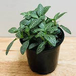 Fittonia Albivenis Seeds – Heirloom, Non-GMO White Nerve Plant Seeds for Indoor Planting Dhara Seeds