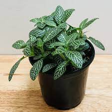Fittonia Albivenis Seeds – Heirloom, Non-GMO White Nerve Plant Seeds for Indoor Planting Dhara Seeds