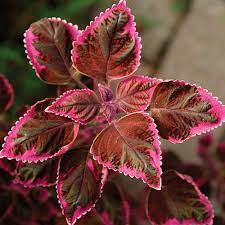 Red Trailing Queen Coleus seeds for Planting - Heirloom and Non-GMO seeds for home garden