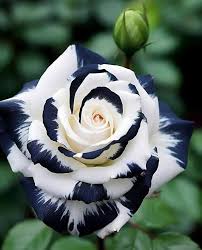 Mixed Rose Petals Rosa spp. Seeds for Planting flower bed vegetable patch