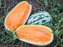 Orangeglo Watermelon Fruit Seeds for Planting - Sweet and Juicy Melons, Heirloom Seeds