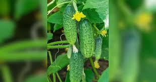 Cucumber Topolek F1 Cucumis sativus vegetable seeds for planting in backyard gardening