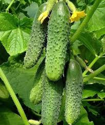 Cucumber Topolek F1 Cucumis sativus vegetable seeds for planting in backyard gardening