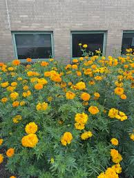 Finch Marigold Double Bloom Seeds for Garden and Container Planting
