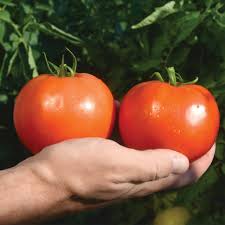 Mountain Fresh Plus Hybrid Tomato Seeds | Large Firm Market-Quality Slicers – Heirloom, Non-GMO, High Germination Organic Garden Seeds