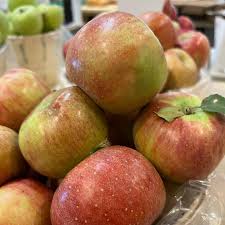 York Imperial Apple Tree (Malus domestica / Common Name: York Imperial Apple)