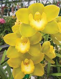 Light Green Cymbidium Orchid Seeds - Heirloom Non-GMO Planting Flower Seeds