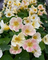 Nasturtium Tip Top Pink Blush Seeds