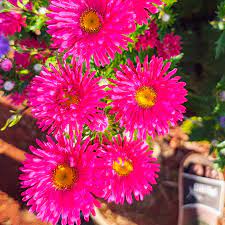 Plum Red Callistephus chinensis Aster seeds for garden planting