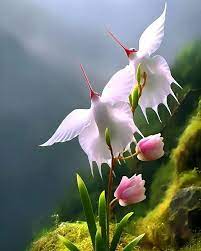 Taube Reiher Flower Seeds for Planting - 100 pcs