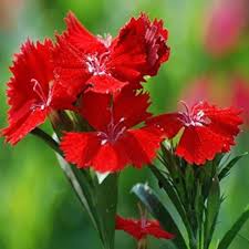 Dianthus caryophyllus rare blue carnation seeds for indoor and outdoor garden