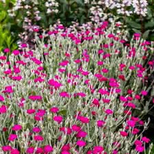 Tall Pink Campion Silene Armeria Wildflower Seeds