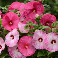 Mix Hibiscus Seeds