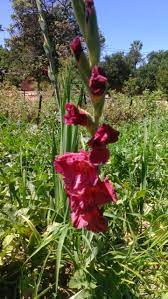 Gladiolus Flower Seeds - Chocolate