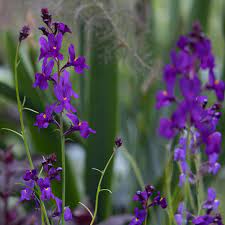 Linaria Licilia Violet Seeds