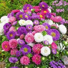 Aster Powder Puff Seeds for Planting Flower Garden Blooms Seeds