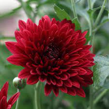 Heirloom Non-GMO Red Chrysanthemum Flower Seeds for Planting – Bold Autumn Garden Blooms