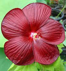 Elegance Imperial Rich Burgundy Flower Seeds for Planting Flower Bed Home Garden