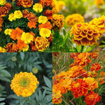 Goldfields flower seeds – Organic native blooms for planting