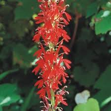 Giant Hyssop Seeds