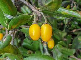Manilkara Kauk Fruit Seed Collection for Sweet, Tropical Fruit