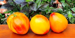 Tomato Oranzhevyy Giganten Solanum lycopersicum vegetable seeds for planting in backyard garden
