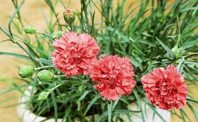 Rare Blue Carnation Plants Dianthus Caryophyllus Seeds for Planting for Indoor and Outdoor Gardens