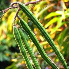 Moringa Drumstick Seeds