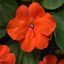 Walleriana Flower Seeds for Planting - 100 pcs