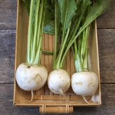 Japanese Turnip Shogoin Brassica rapa vegetable seeds for planting in kitchen garden or container garden
