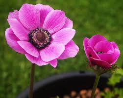 Anemone Flower Anemone spp. Seeds for Planting Pink White