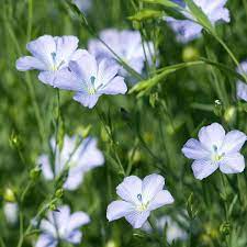 Flax Flower Seeds for Planting, Yellow Perennial, 100 pcs