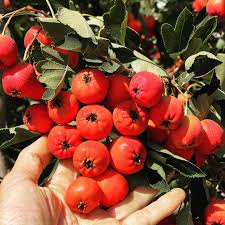 Zalzalak (Russian Olive) Seeds (Elaeagnus angustifolia / Common Name: Russian Olive, Zalzalak)