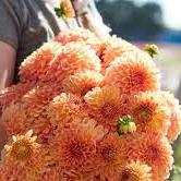 Dahlia Seeds (Decorative) - Apricona