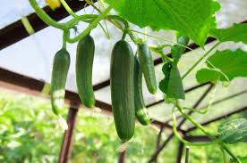 Cucumber Seeds - Ashley