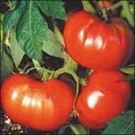Tomato Marmeladnyy Solanum lycopersicum vegetable seeds for planting in kitchen garden
