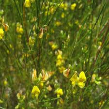 Aspalathus Flower Seeds for Planting, 100