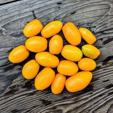 Tomato Sosulechka Solanum lycopersicum vegetable seeds for planting in backyard gardening
