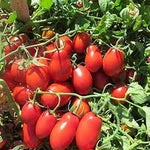 Goldman Pomodoro Italian Paste Tomato seeds for culinary gardens