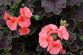 Black Velvet Rose Geranium Seeds for Planting Pelargonium hortorum Flower Bed