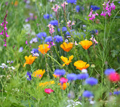 All Annual Wildflower Seed Mix