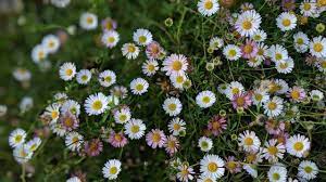 Organic Mixed Karvinskianus Profusion Flower Seeds for Planting – Heirloom, Non-GMO