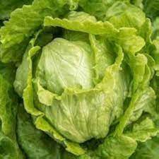 Great Lakes Iceberg Lettuce Seeds Count for Fresh Garden Salad