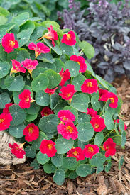 Nasturtium Baby Rose Seeds